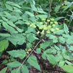 Angelica triquinata Habit