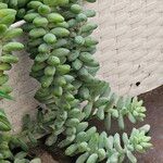 Sedum burritoLeaf