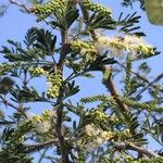 Senegalia senegal Хабит