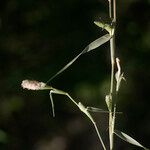 Crypsis schoenoides Hábito