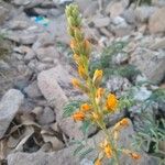 Hoffmannseggia glauca Flower