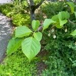 Styrax americanus 葉