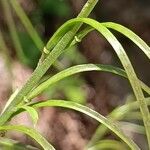 Turritis glabra Fruit