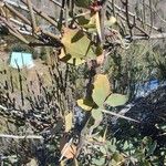 Berberis grevilleana