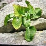 Brassica insularis Leaf