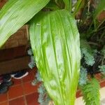 Phaius tankervilleae Leaf