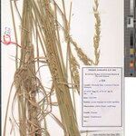 Danthoniopsis viridis Otro