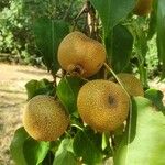 Pyrus pyrifolia Fruit