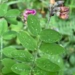 Lathyrus niger List