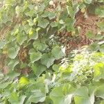 Sechium edule Συνήθη χαρακτηριστικά