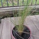 Stipa tenuifolia Hoja
