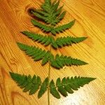 Dryopteris carthusiana برگ