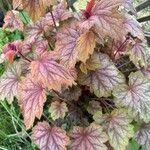 Heuchera sanguineaFolha