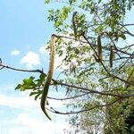 Handroanthus ochraceus Fruit