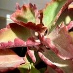 Kalanchoe longiflora Leaf