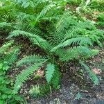 Dryopteris atrata Характер