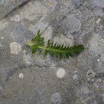 Pedicularis brachyodonta Leaf