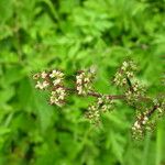 Laportea bulbifera Alkat (teljes növény)