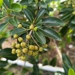 Pittosporum pentandrum Fruto