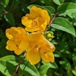 Hypericum × hidcoteenseCvet