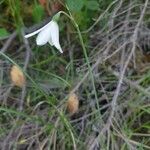 Acis trichophylla 花