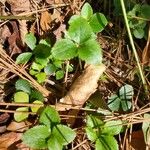 Coptis trifolia Liść