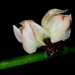 Heisteria cauliflora Blomst