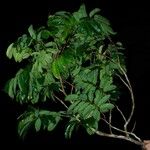 Hylodendron gabunense Hábito