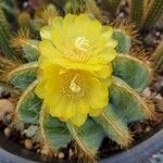 Parodia magnificaFlor