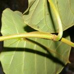 Peltastes isthmicus Hoja