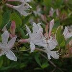 Rhododendron atlanticum Blüte