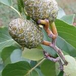 Alnus cordata Fruit