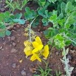 Crotalaria emarginella Flor