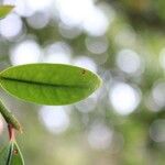 Erythroxylum laurifolium Leaf