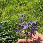 Camassia quamash Habit