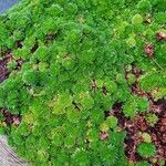 Saxifraga hypnoides List