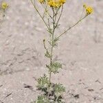 Hymenothrix wislizeni Flor