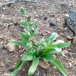 Chlorophytum gallabatense Virág