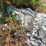 Iberis procumbens Habitat