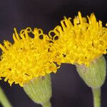 Pericome caudata Flower