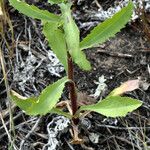 Machaeranthera tanacetifolia Lehti