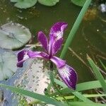 Iris spuria Lorea