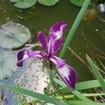 Iris spuria Floare