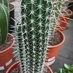 Pachycereus pecten-aboriginum Hoja