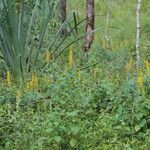 Crotalaria mitchellii