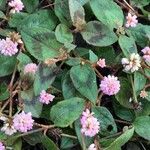 Persicaria capitata Fuelha