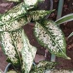 Aglaonema costatum Blatt