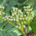 Sorbus koehneana Flower