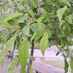 Malus spectabilis Листок