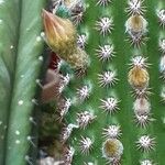 Cleistocactus spp. Flower